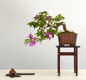 Photo display examples for a miniature bonsai