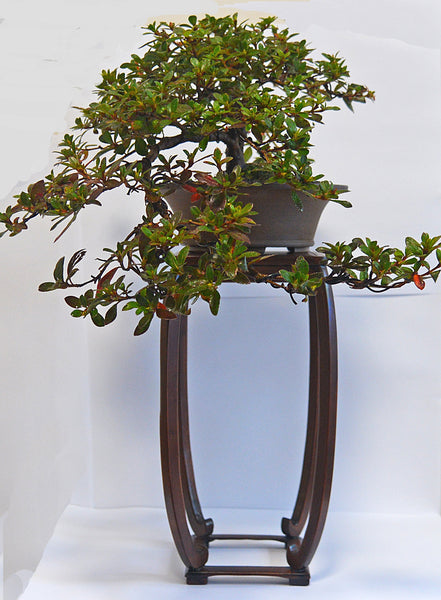 Bonsai Stand - Hardwood Range 13.6x13.4x28.6cm
