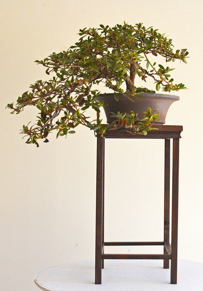 Bonsai Stand - Hardwood Range 17.2x17.2x31.5cm