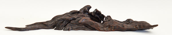 Old Acacia Bush Wood Sculpture