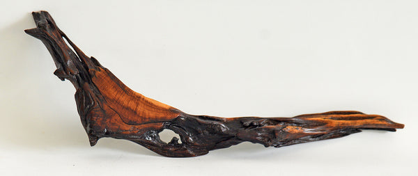 Old Acacia Bush Wood Sculpture